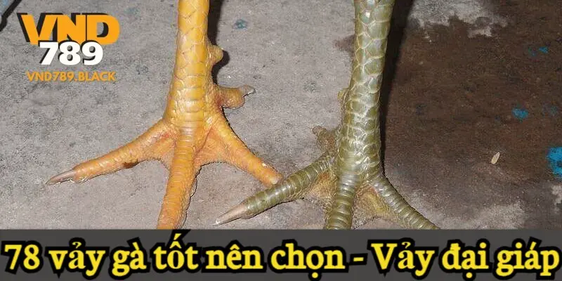 78 vảy gà tốt nên chọi - Vảy đại giáp