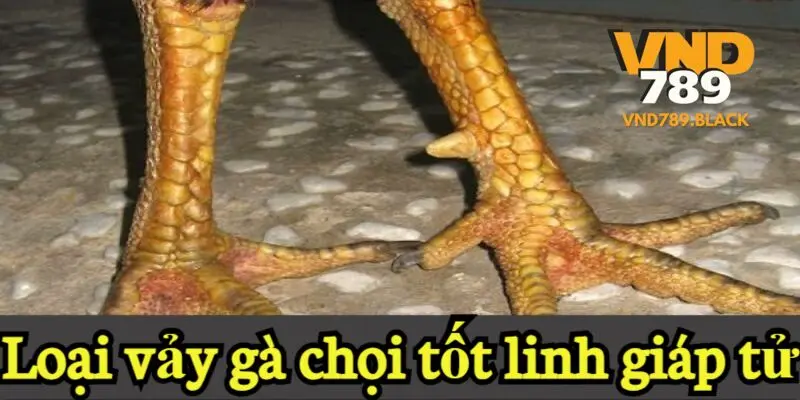 Loại vảy gà linh giáp tử