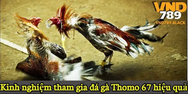 Kinh nghiệm tham gia đá gà Thomo 67 hiệu quả