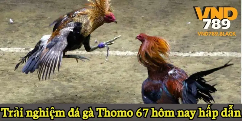 Trải nghiệm đá gà Thomo 67 hôm nay hấp dẫn