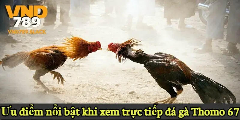 Ưu điểm nổi bật khi xem trực tiếp đá gà Thomo 67