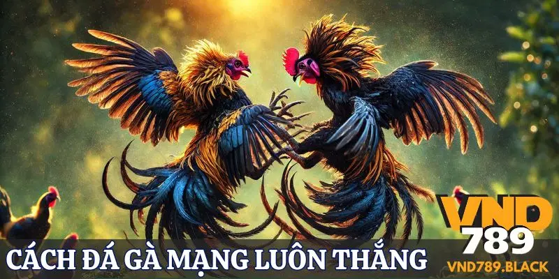 cach da ga mang luon thang