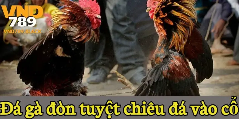 Đá gà đòn tuyệt chiêu đá vào cổ