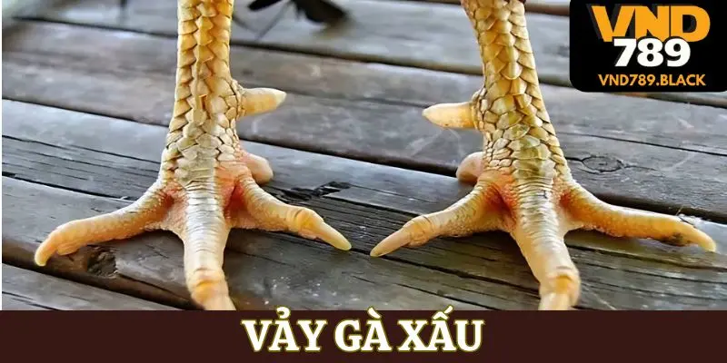 vay ga xau