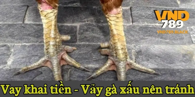 Vay khai tiền - Vảy gà xấu nên tránh